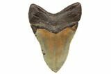 Serrated, Fossil Megalodon Tooth - North Carolina #192469-2